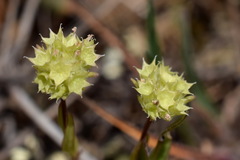 Valerianella coronata