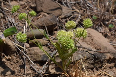 Valerianella coronata