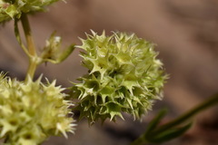 Valerianella coronata