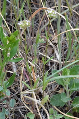 Valerianella coronata