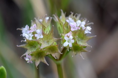 Valerianella coronata