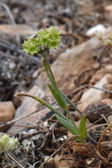 Valerianella coronata