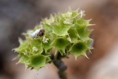 Valerianella coronata