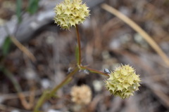 Valerianella coronata