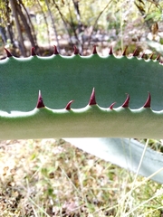 Agave aurea