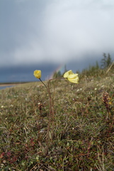 Papaver variegatum
