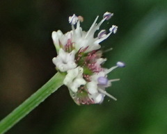 Sanicula elata