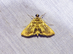 Nacoleia