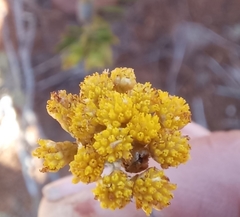 Pentzia dentata
