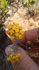 Pentzia dentata