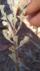 Pentzia dentata