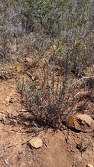 Pentzia dentata