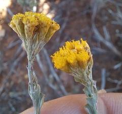 Pentzia dentata