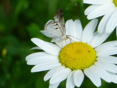 Lomographa semiclarata