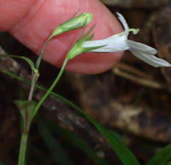 Lobelia cuneifolia