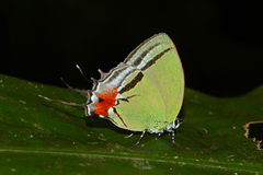 Paiwarria telemus