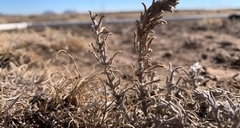 Krascheninnikovia lanata