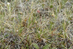 Carex simpliciuscula