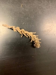 Krascheninnikovia lanata