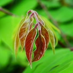Averrhoa carambola