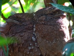 Batrachostomus moniliger