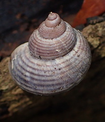 Tropidophora