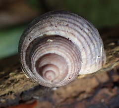 Tropidophora