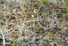 Draba pilosa