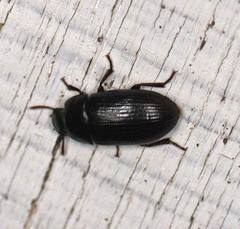 Alphitobius diaperinus