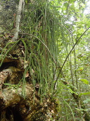 Phlegmariurus gnidioides