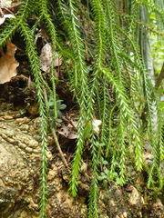 Phlegmariurus gnidioides