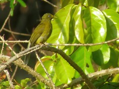 Brachypodius priocephalus