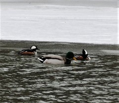 Lophodytes cucullatus