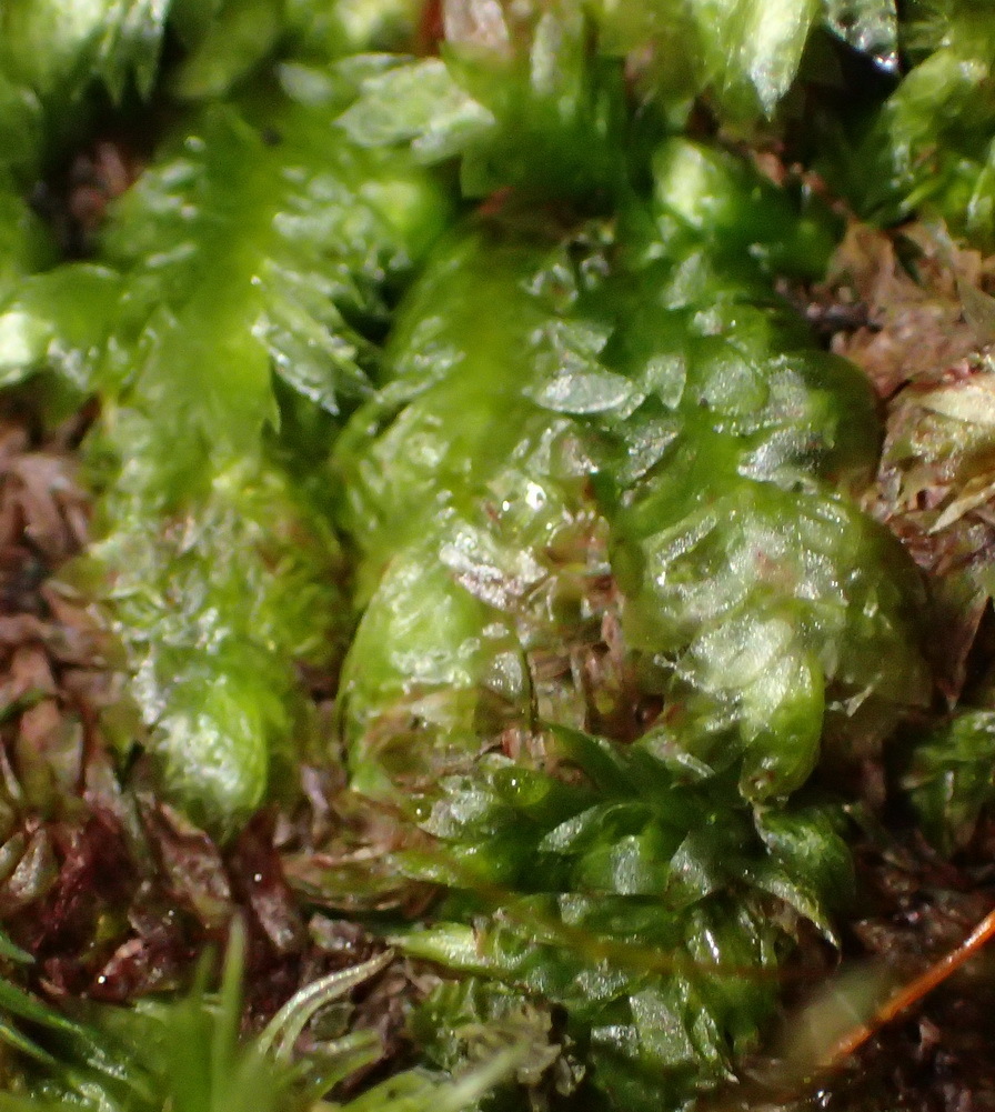 Hookeriopsis utacamundiana