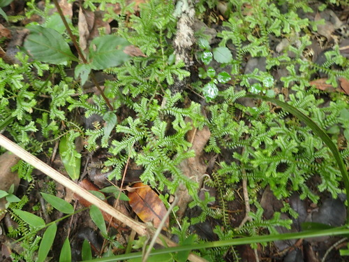Selaginella kraussiana