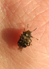 Bruchus pisorum