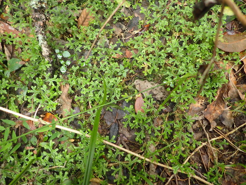 Selaginella kraussiana