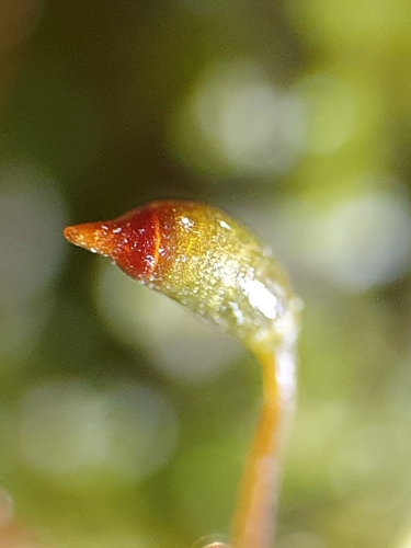 Image of Fissidens incurvus by no rights reserved