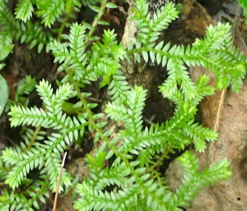 Club Moss
