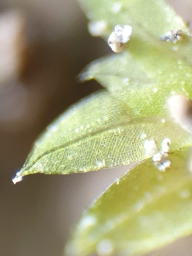Image of Fissidens incurvus by no rights reserved
