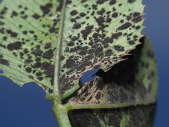 Polythrincium trifolii