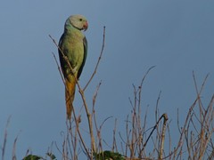 Psittacula columboides