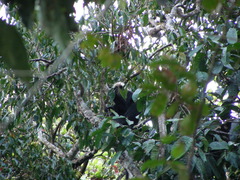 Semnopithecus johnii
