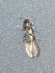 Glischrochilus vittatus