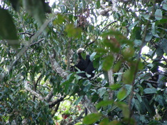Semnopithecus johnii
