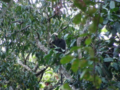 Semnopithecus johnii