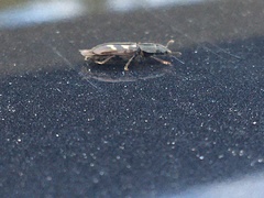 Glischrochilus vittatus