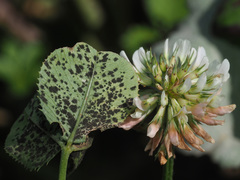 Polythrincium trifolii