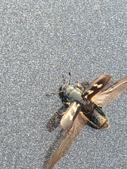 Glischrochilus vittatus