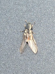 Glischrochilus vittatus